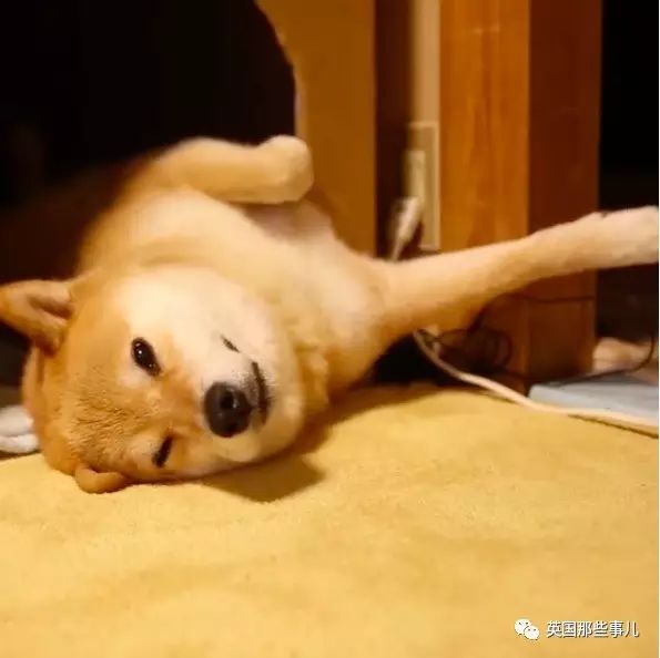 2011年日本大地震後，治癒了無數人的柴犬...牠的笑，真的有魔力啊！！