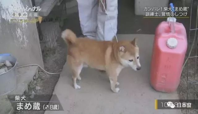 日本馴犬師鏡頭前打狗引發眾怒 知道原因後所有人都沉默了