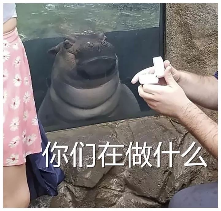 一哥們在動物園向自己女朋友求婚，一切非常順利，只是突然旁邊出現了一雙幽怨的眼睛...