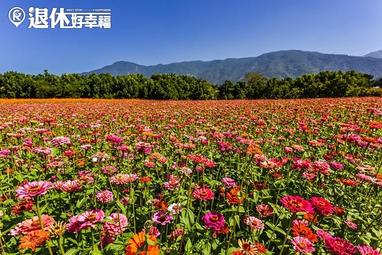 南部賞夏日葵花 3景點 走出戶外 來一趟休閒 放鬆的旅行